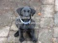 Pet Friendly Lake District Cottage in Glenridding