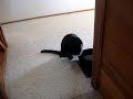 Cat drinks from his paw! Icon