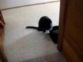 Cat Drinks From His Paw!