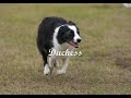 gisele-designs-memorial-tribute-for-dogs-who-have-passed-on.html