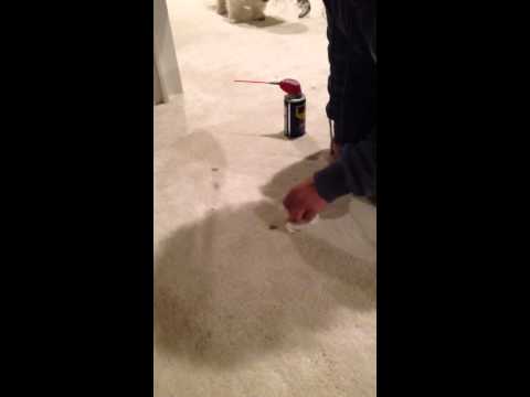 how to remove oil based paint