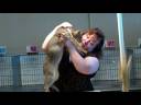 Chico and Leena at TICA cat show Monterey 11_29_08 Chico and Leena at TICA cat show Monterey 11_29_08