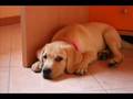 KIRA CUCCIOLO DI LABRADOR