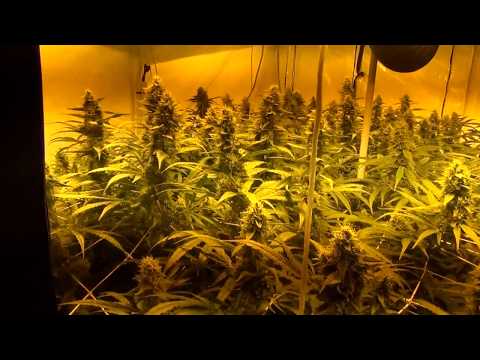 how to grow nft