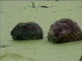 Mother  Baby Muskrat join pangea day