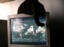 minha gata abanando o rabo em cima do monitor daqui de casa. vida mansa