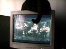 minha gata abanando o rabo em cima do monitor daqui de casa. vida mansa