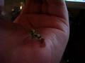 Flowermantis eating chocolate