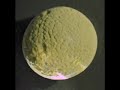 Finding Giant Deep Sea Protists Finding Giant Deep Sea Protists