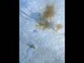 Watch 'Finding Giant Deep Sea Protists'