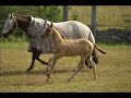LeMay Quarter Horses Foals LeMay Quarter Horses Foals