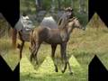 LeMay Quarter Horses Foals