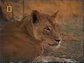 New Lion v Hyena