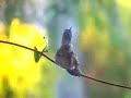 Hummingbird Preening Hummingbird Preening