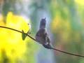 Hummingbird Preening