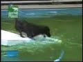 chien marrant chien marrant