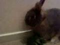 videos de Lily parsley.mov