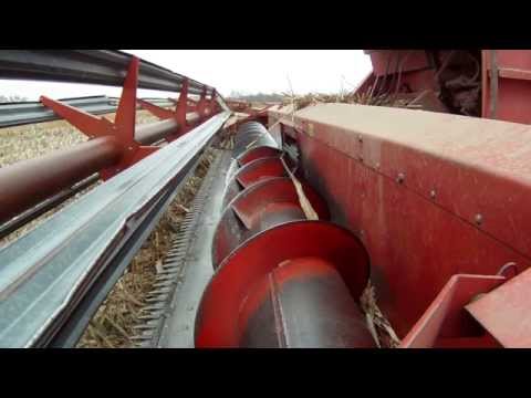 how to harvest milo