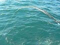 PESCA RADICAL EN ARGENTINA
