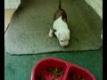 pups