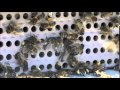 Видео - Сбор пчёлами пыльцы весной