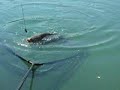 big carp