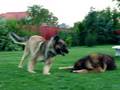 videos de Playing 2