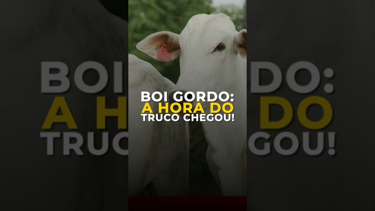 BOI GORDO: A HORA DO TRUCO CHEGOU!