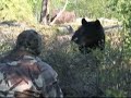 Black Bear at 3-feet... That is close.