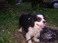 cool pic serie from my dog cavalier