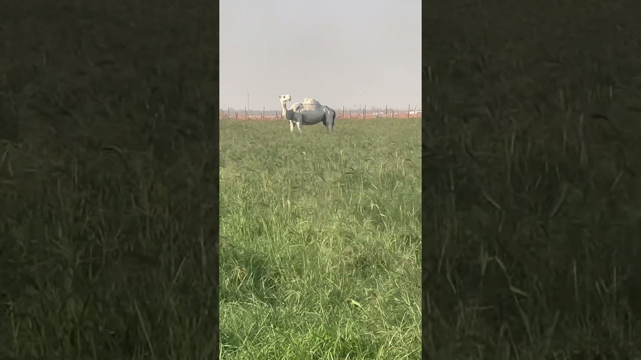 Varador de careca ???????? #irrigacao