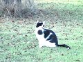 Mouse Police