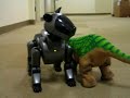 Pleo Sniffs Aibo Pleo Sniffs Aibo