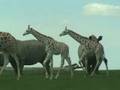 Safari 3