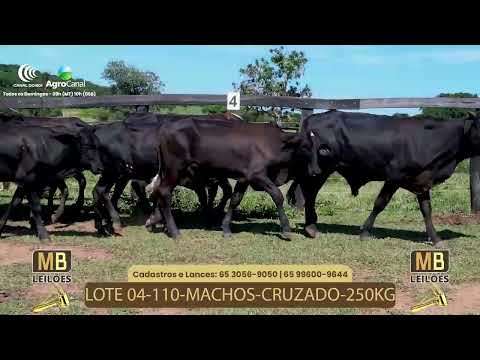 530� LEIL�O VIRTUAL DE CORTE