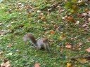 Wildlife in England Parks Wildlife in England Parks
