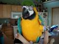 videos de Eating a Nut