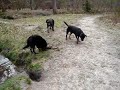 Rottweiler Bowser is lollig
