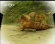 Lion vs Tiger Music Video