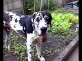 Duitse Dog voetbalt