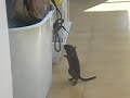 Mi jerbo Negrito saltando