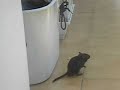 Mi jerbo Negrito saltando