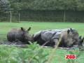 videos de Mudderbad