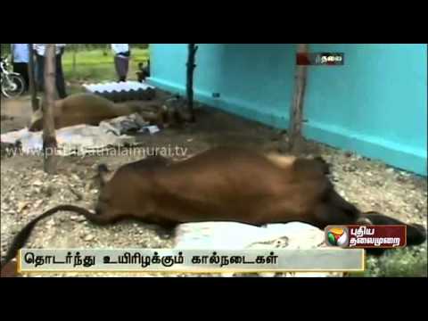 how to treat fmd in cattle