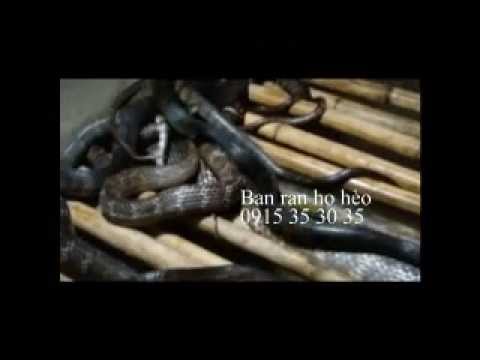 Kỹ Thuật Nuôi Rắn Hổ Hèo, Ráo Trâu