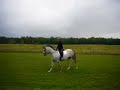 5 year old Quarter Horse Mare