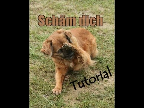 hund - Ein neues Video zu dem Thema