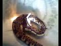 snake eating a mouse part 4 0f 4