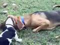 Bloodhound video