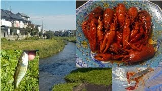 黒目川で釣り、アメリカザリガニの麻辣小龍蝦は最高!!